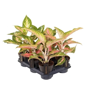 Aglaonema 'Eyecatcher' - image 2