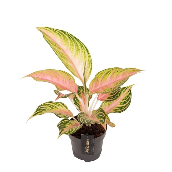 Aglaonema 'Eyecatcher' - image 1