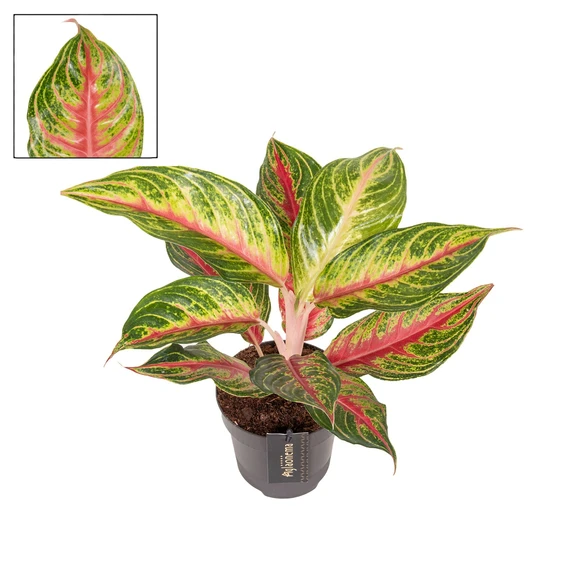 Aglaonema 'Eyecatcher Red' - image 1