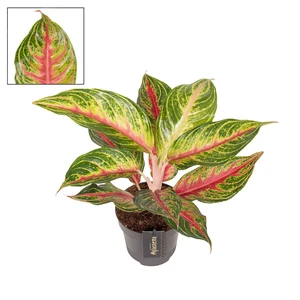 Aglaonema 'Eyecatcher Red' - image 1