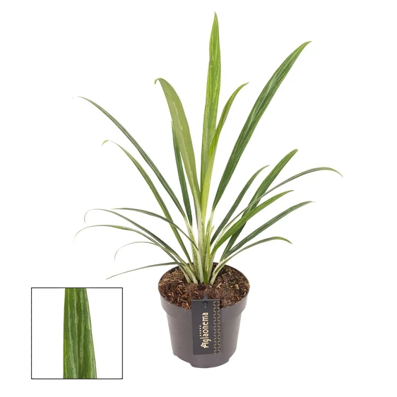 Aglaonema 'Forest Grass' - image 1