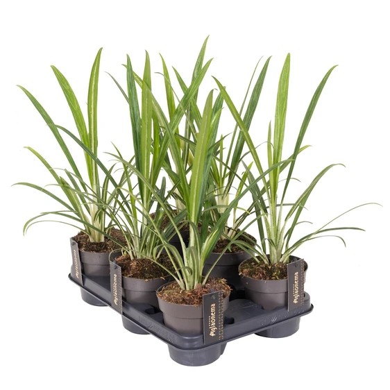 Aglaonema 'Forest Grass' - image 2