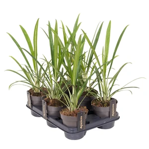 Aglaonema 'Forest Grass' - image 2