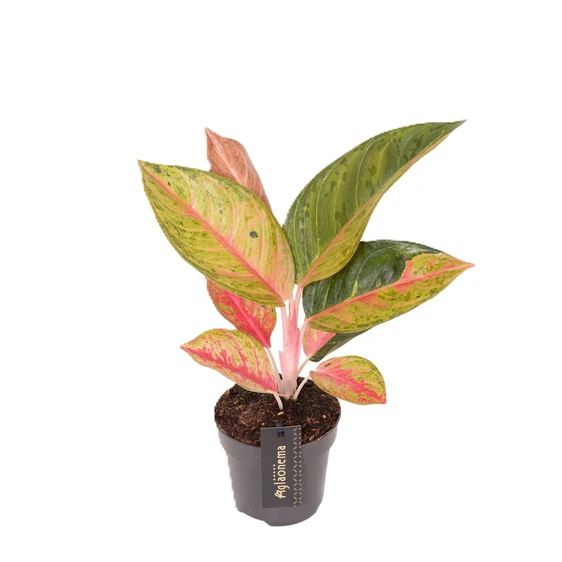 Aglaonema 'Gala Red'