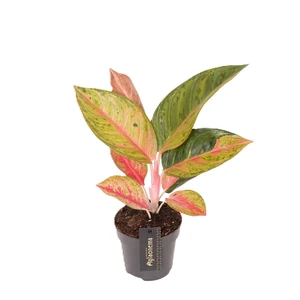 Aglaonema 'Gala Red'