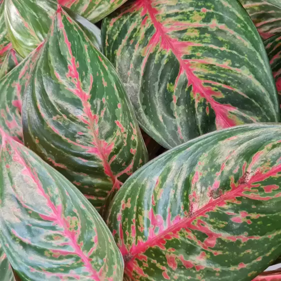 Aglaonema 'Garnet Coltrane'