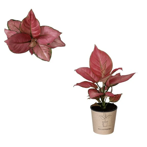 Aglaonema 'Geely Red'
