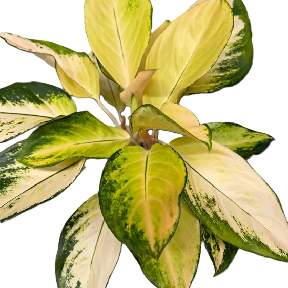 Aglaonema 'Gold'
