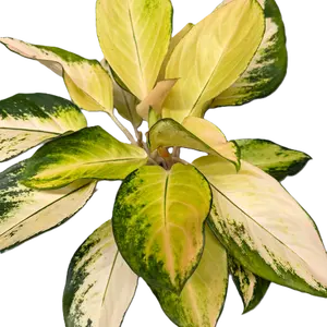 Aglaonema 'Gold'