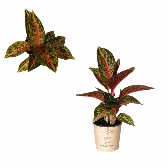 Aglaonema 'Golden Power'
