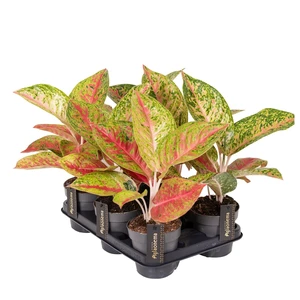 Aglaonema 'Grand Poppy' - image 2