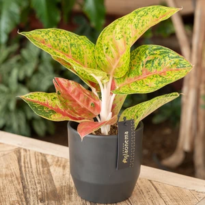 Aglaonema 'Grand Poppy' - image 3