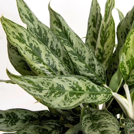 Aglaonema 'Greyhound' - image 2