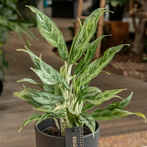 Aglaonema 'Greyhound' - image 3