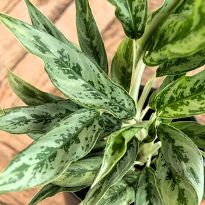 Aglaonema 'Greyhound' - image 4