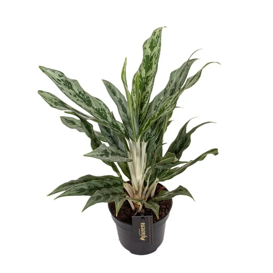 Aglaonema 'Greyhound' - image 1