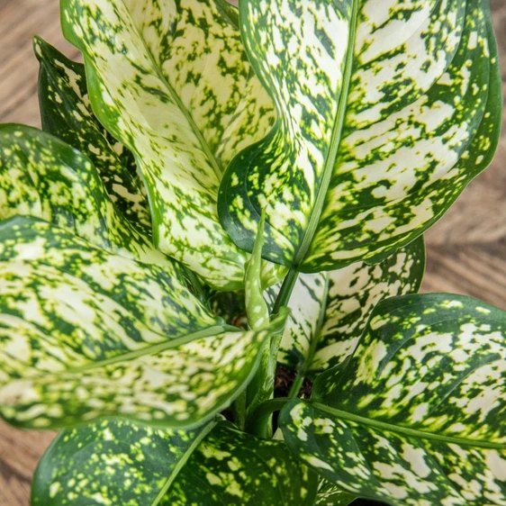 Aglaonema 'Ivory Jade' - image 2