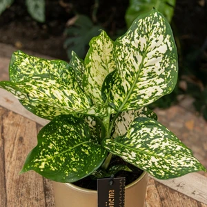 Aglaonema 'Ivory Jade' - image 3