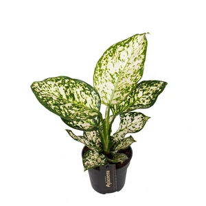 Aglaonema 'Ivory Jade' - image 1