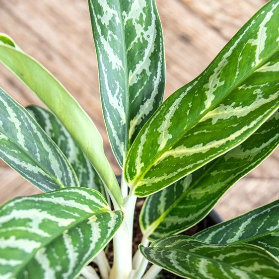 Aglaonema 'Ivy Green' - image 3