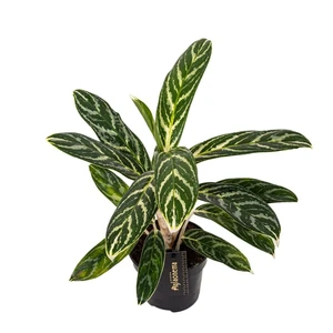 Aglaonema 'Ivy Green' - image 4