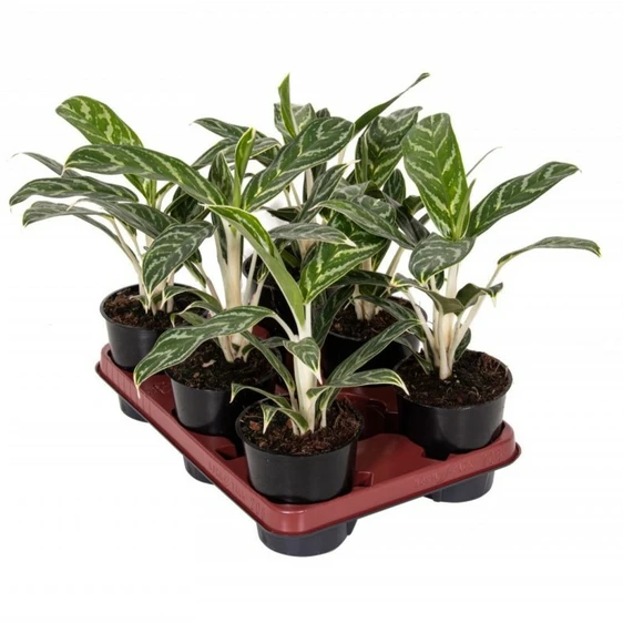 Aglaonema 'Ivy Green' - image 4