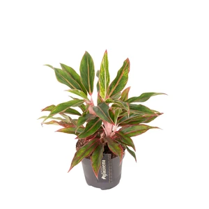 Aglaonema 'Jungle Baby' - image 1