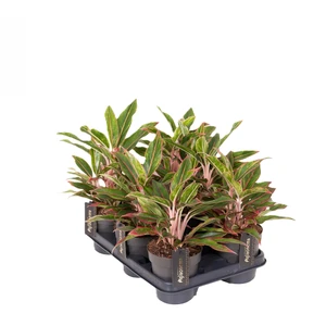 Aglaonema 'Jungle Baby' - image 2