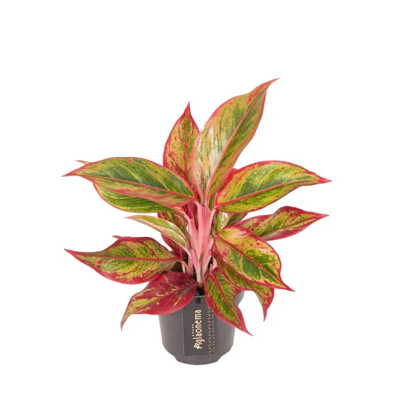 Aglaonema 'Jungle Lava' - image 1