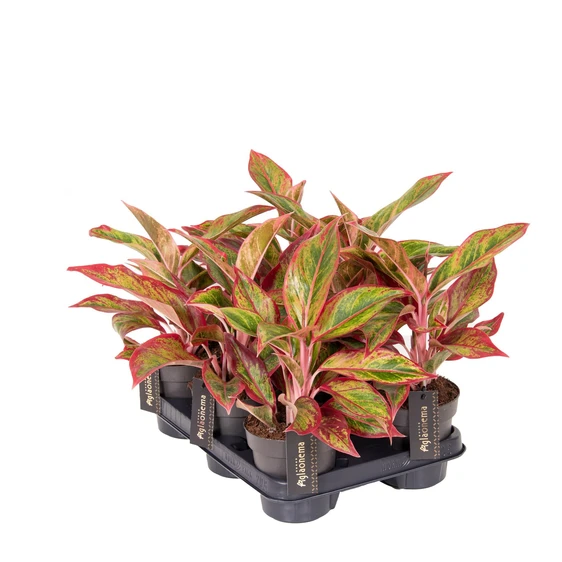 Aglaonema 'Jungle Lava' - image 2