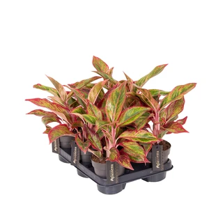 Aglaonema 'Jungle Lava' - image 2