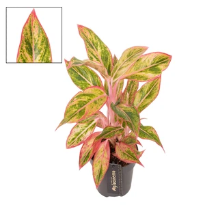 Aglaonema 'Jungle Nectarine'