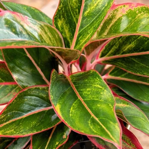 Aglaonema 'Jungle Red' 19cm - image 2