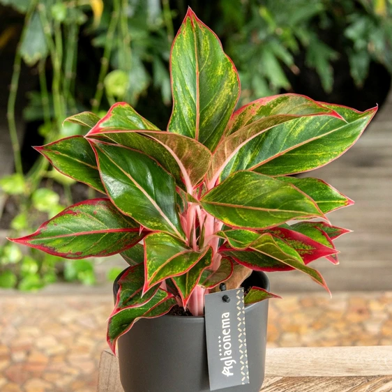 Aglaonema 'Jungle Red' 12cm - image 3