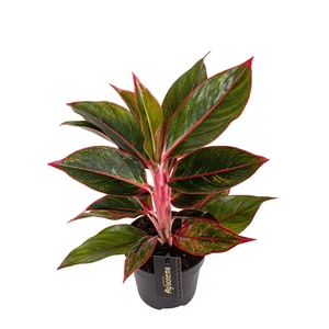 Aglaonema 'Jungle Red' 12cm - image 1