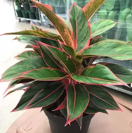 Aglaonema 'Jungle Red' 19cm - image 1