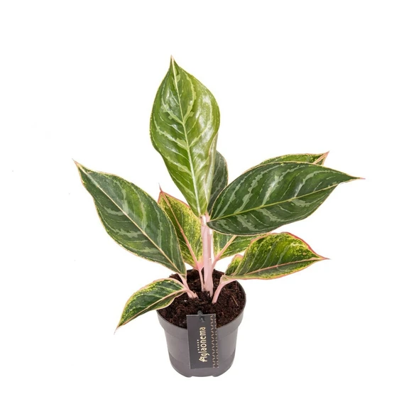 Aglaonema 'Jungle Shadows' - image 1