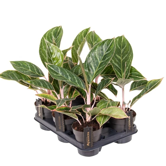 Aglaonema 'Jungle Shadows' - image 2