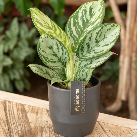 Aglaonema 'Jungle Silver' - image 3