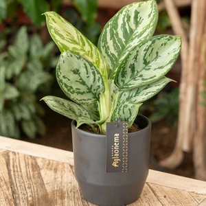 Aglaonema 'Jungle Silver' - image 3