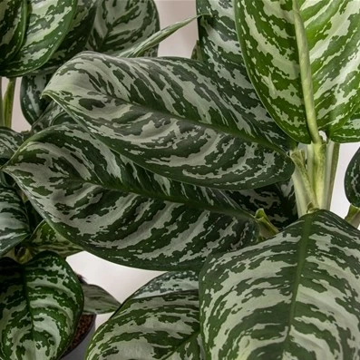 Aglaonema 'Jungle Silver' - image 2