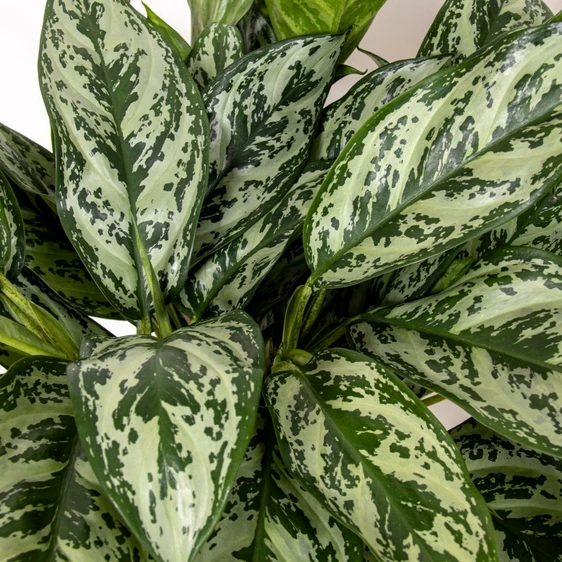 Aglaonema 'Laurel Green' - image 2