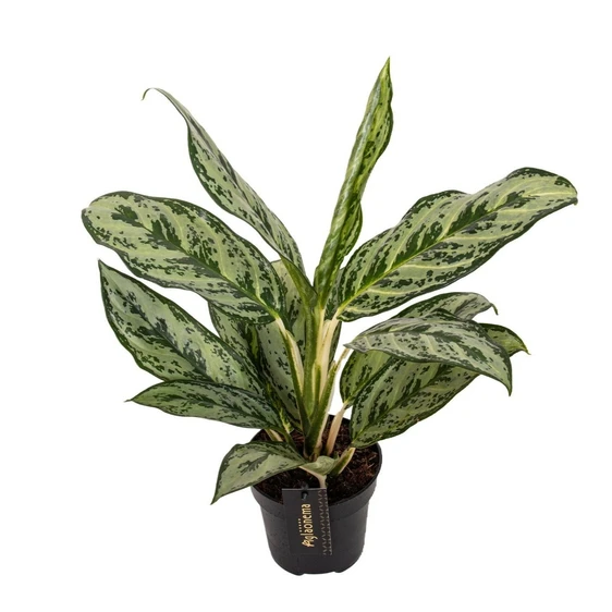 Aglaonema 'Laurel Green' - image 1