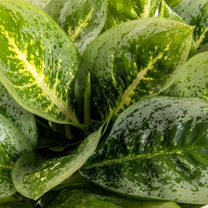 Aglaonema 'Lemon Mint' - image 2