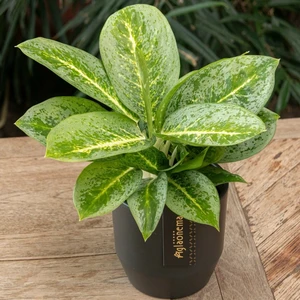 Aglaonema 'Lemon Mint' - image 3