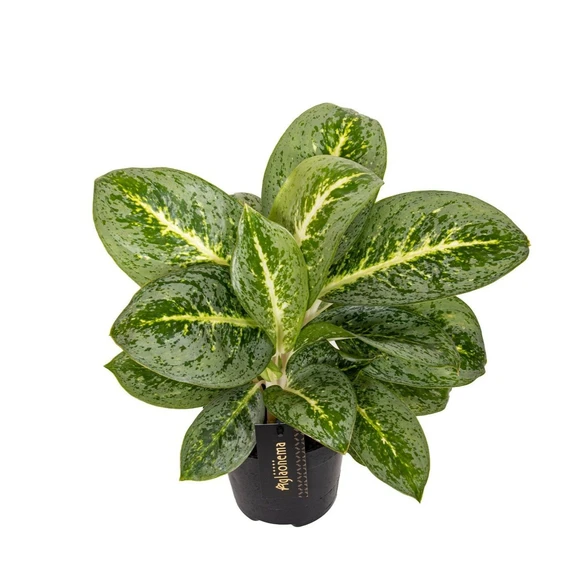 Aglaonema 'Lemon Mint' - image 1