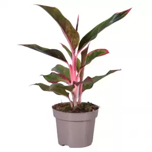 Aglaonema 'Light Pink Star'