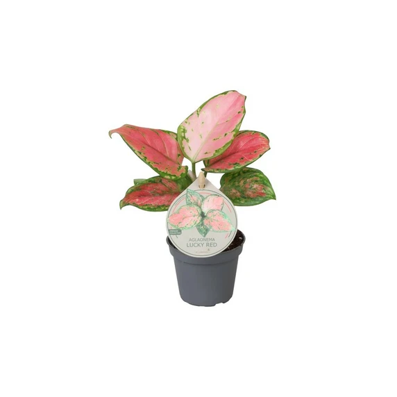 Aglaonema 'Lucky Red'