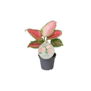 Aglaonema 'Lucky Red'
