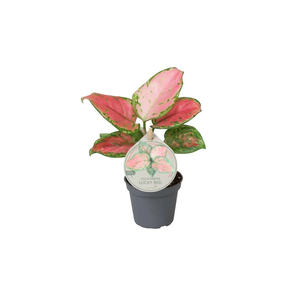 Aglaonema 'Lucky Red' - Cowell's Garden Centre | Woolsington